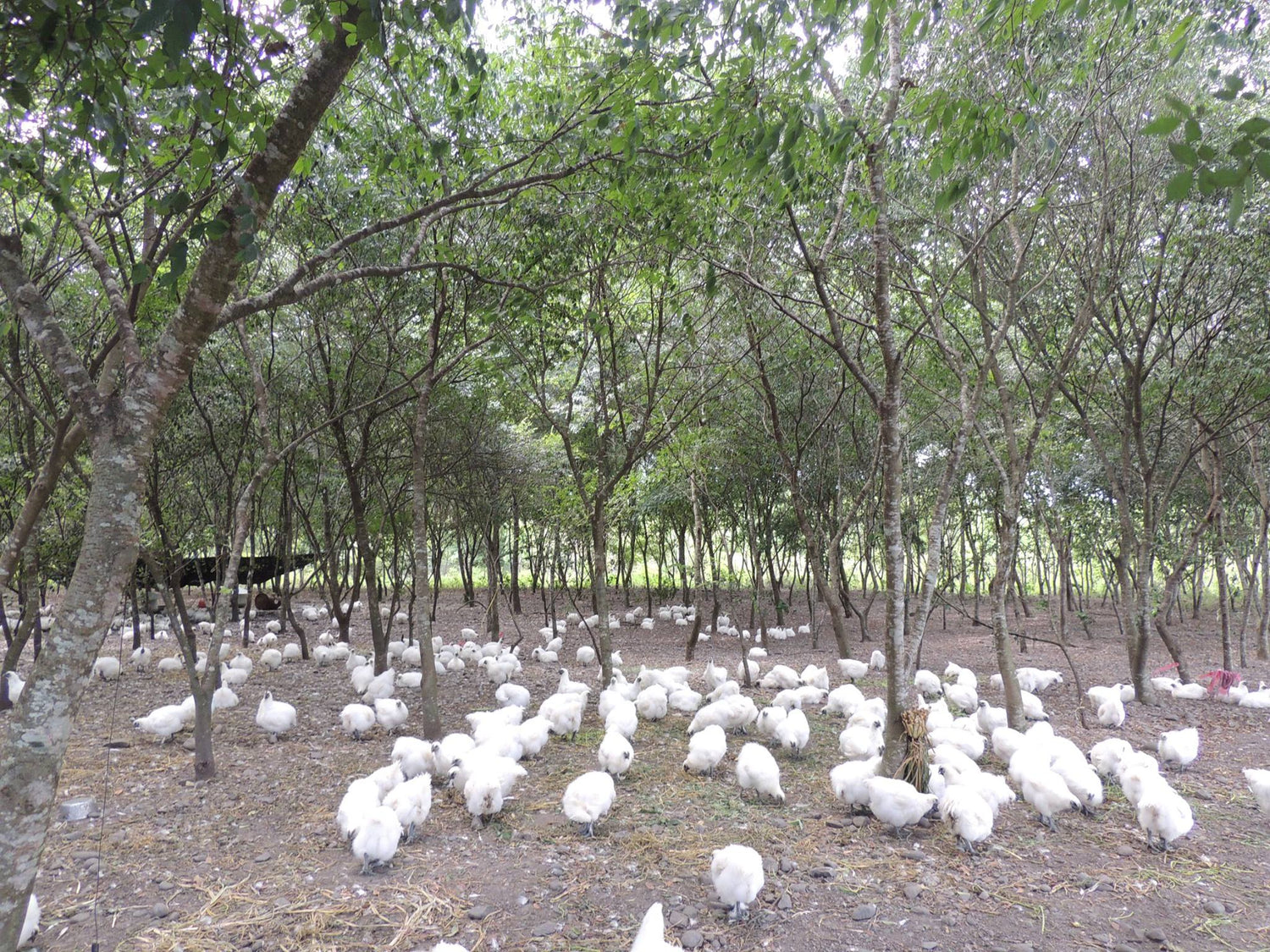 黑色奇雞滴雞精-堅持綠色養殖、無毒放養。 黑色奇雞 滴雞精 雞精 推薦 ptt 純煉 熬雞精 田園 香 功效 雞湯 滴雞精可以每天喝嗎 烏骨雞滴雞精 老母雞滴雞精 兒童滴雞精 滴雞精禮盒 孕婦滴雞精 銀髮族 老人 健身 手術 蛋白質 胺基酸 原味 放牧雞 無毒 冷凍食品 養生食品 調理食品 台南 其來牧場